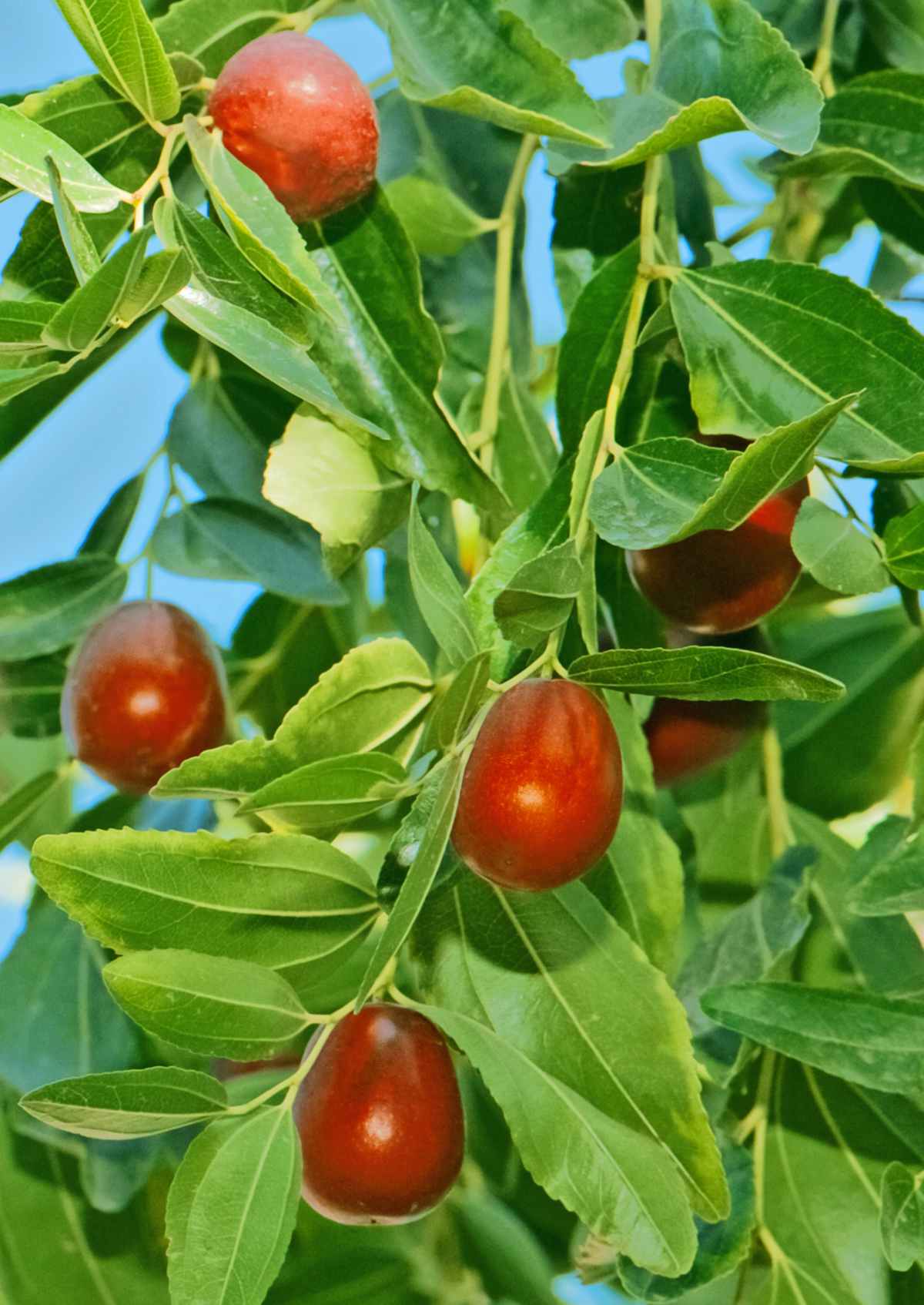 La Cle des Champs Jujube Honey